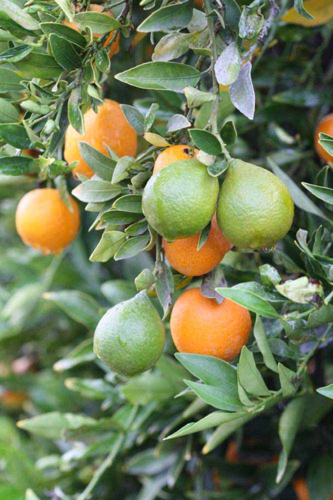              Fruit (Riverside, CA)       